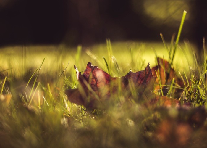 Garten herbst- und winterfest machen