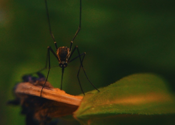 Lästige Mückenstiche vermeiden und behandeln 