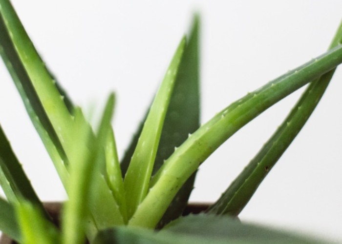 Sonnenbrand mit Hausmitteln behandeln