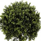 Fiebiger Buchs-Kugelbaum im Topf 100 cm grün #1