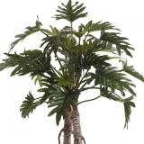 Fiebiger Philodendron Selloum im Topf 108cm #1