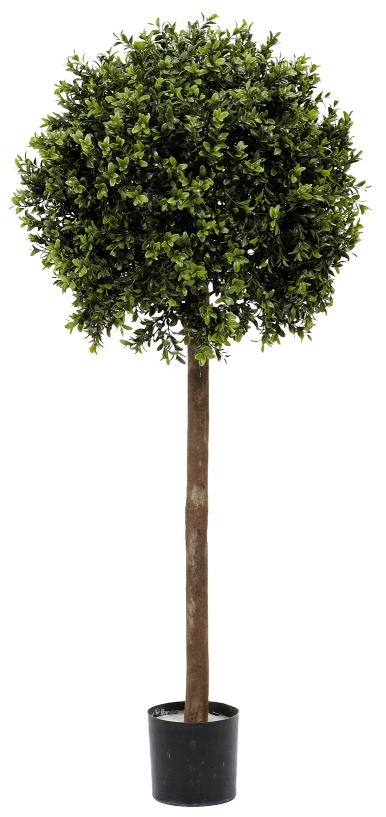 Fiebiger Buchs-Kugelbaum im Topf 100 cm grün #1