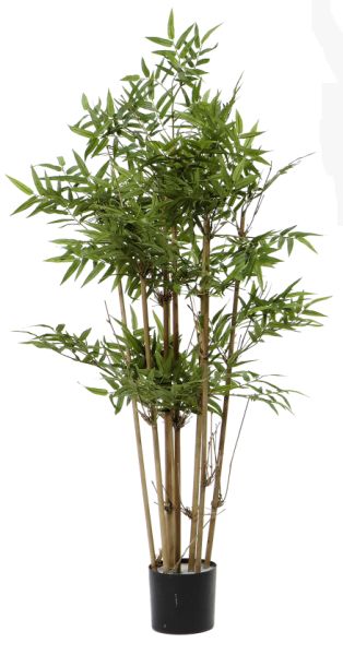 Fiebiger Bambus im Topf 115cm #1