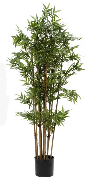 Fiebiger Bambus im Topf 140cm #1