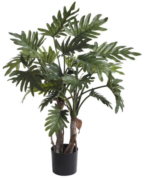 Fieb Philodendron Selloum I Topf 76cm Peter Susse