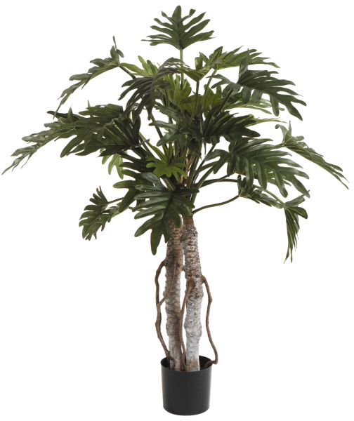 Fiebiger Philodendron Selloum im Topf 108cm #1