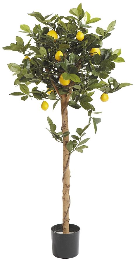Fiebiger Zitronenbaum #1