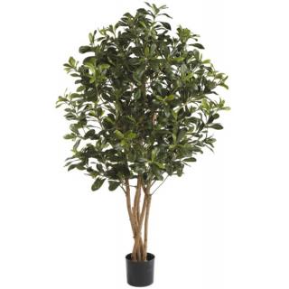 Fiebiger Philodendron Selloum im Topf 120cm